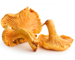 Як правильно сушити гриби?