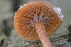 Як заморозити гриби?