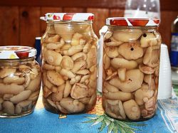 Рецепт маринованих маслюків на зиму